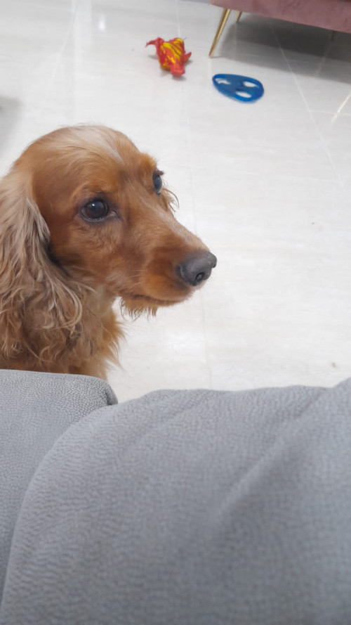Valentín