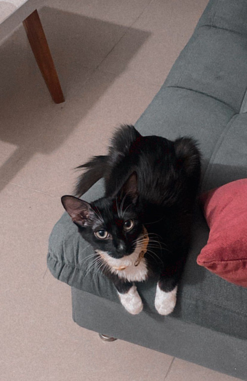 Oreo
