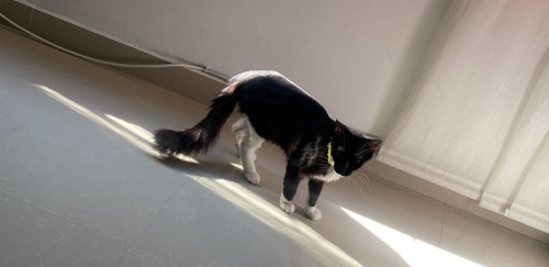 Oreo