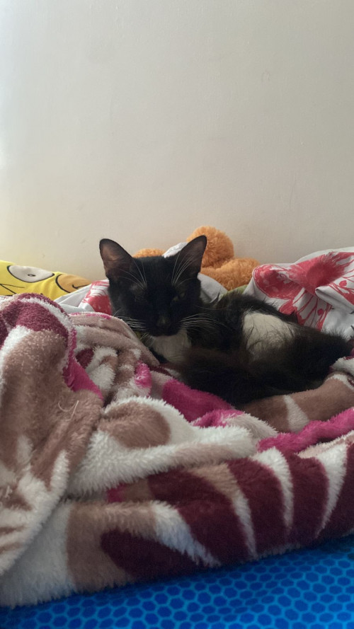 Oreo