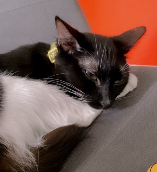 Oreo
