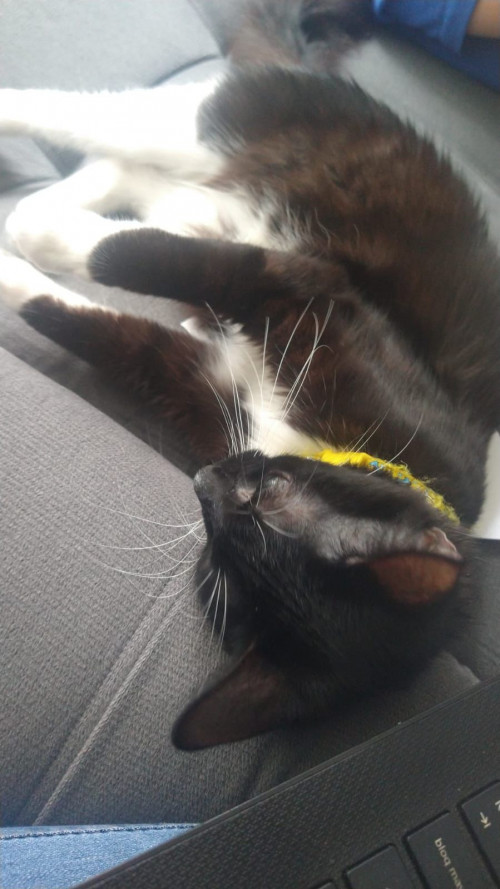 Oreo