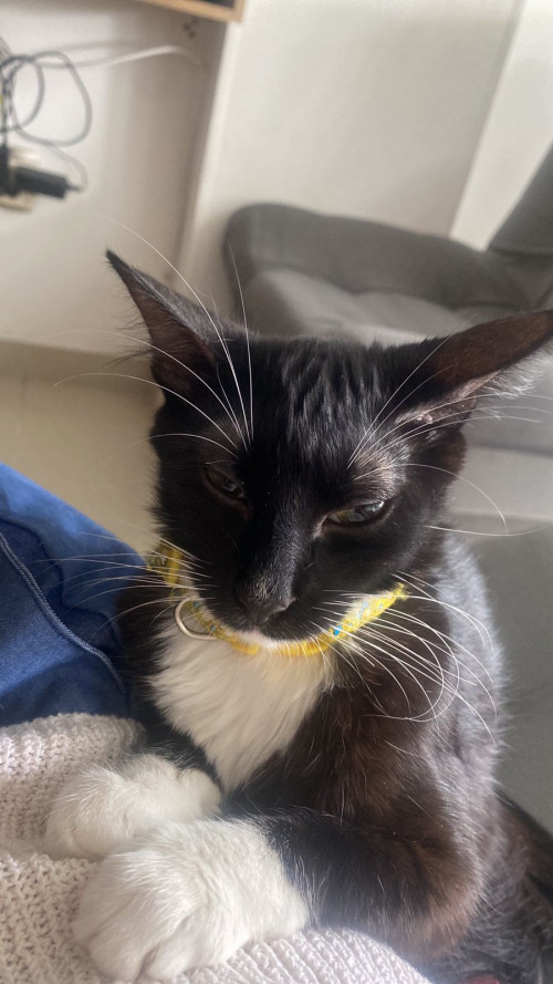 Oreo