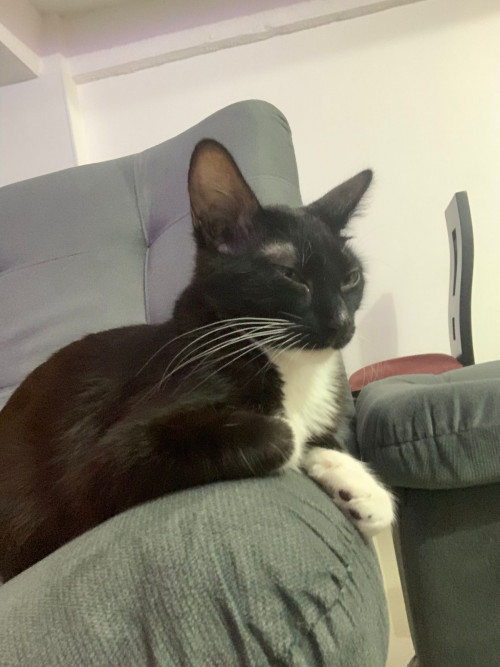 Oreo