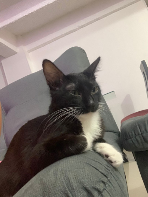 Oreo