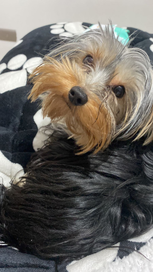 Milo