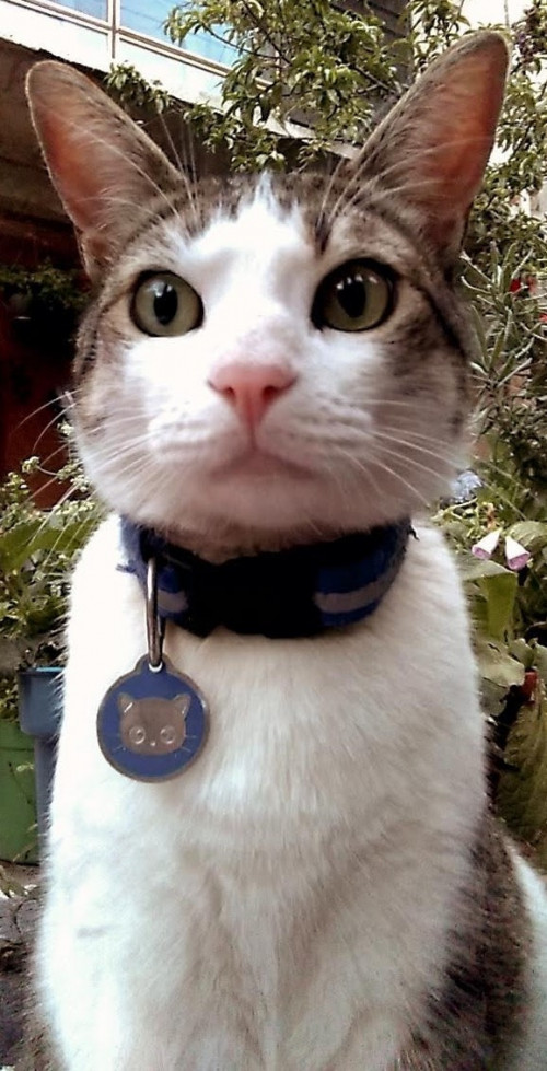 Aini