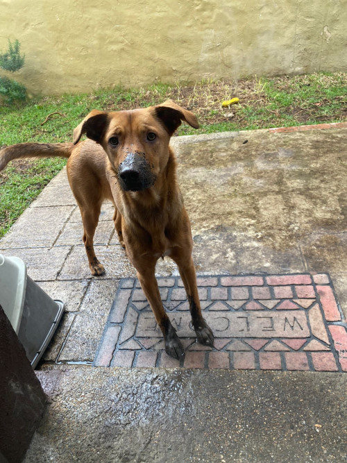 Nala