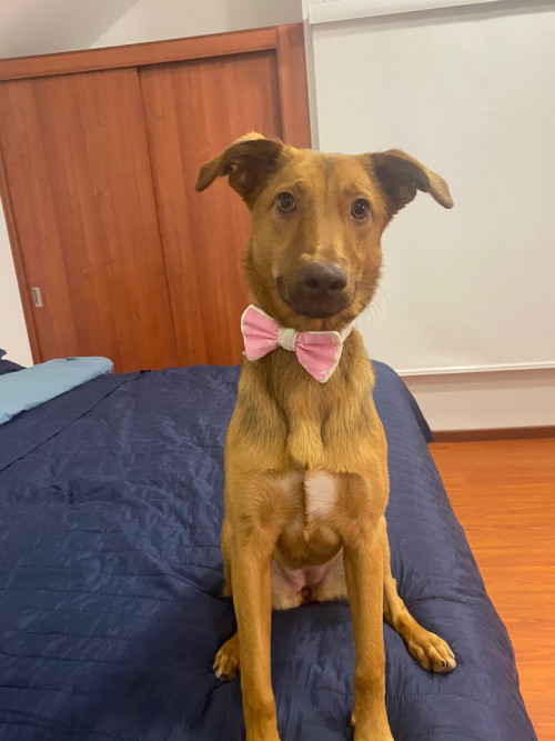 Nala