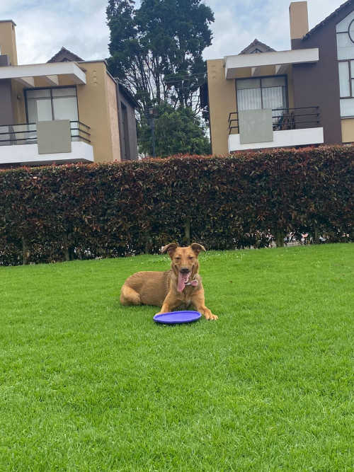 Nala