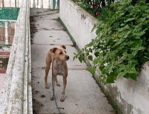 Scooby