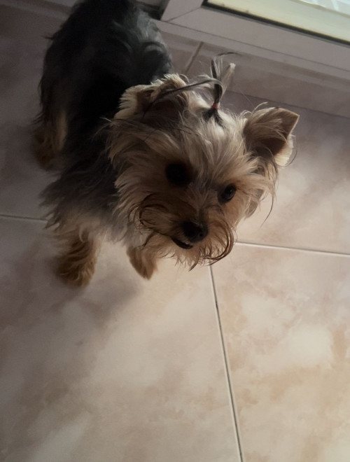 Violeta