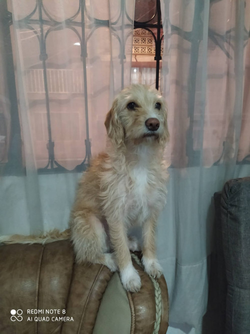 Dulce