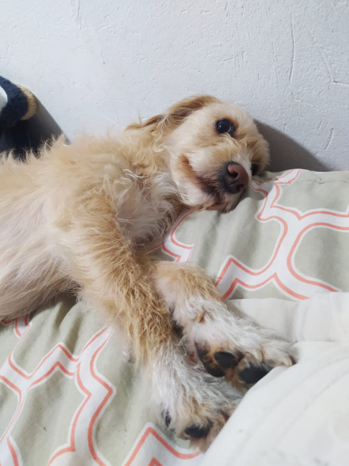 Dulce