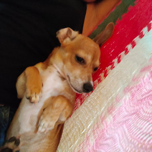 Milo
