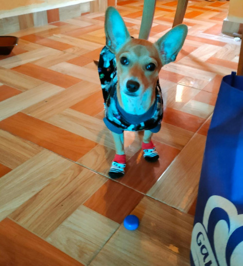 Milo