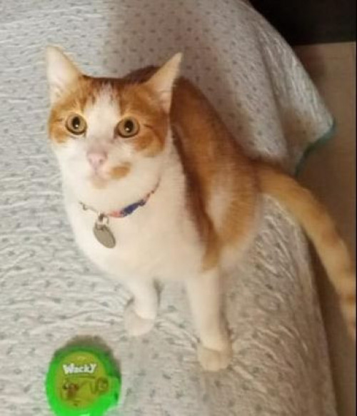 Coco