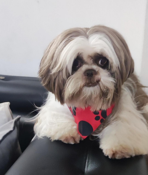Coco