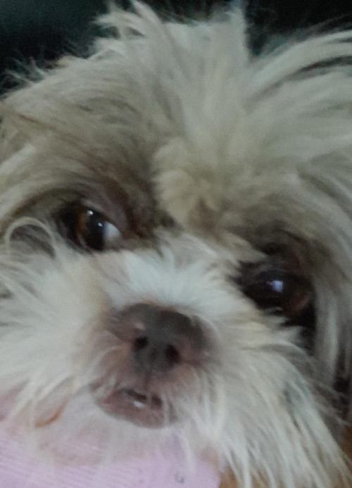 Coco