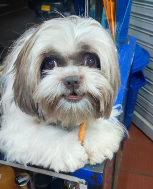 Coco