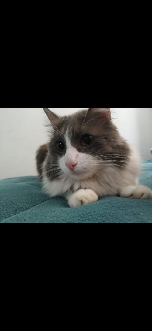 Matias