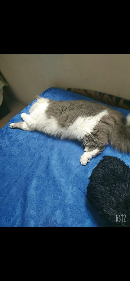 Matias