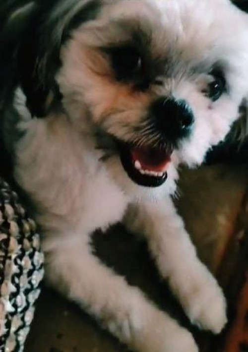 Chilito