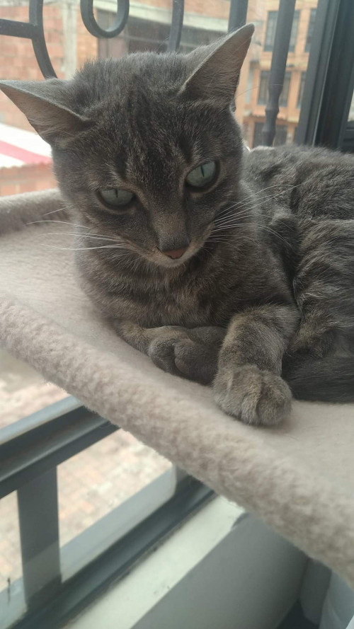 Nina
