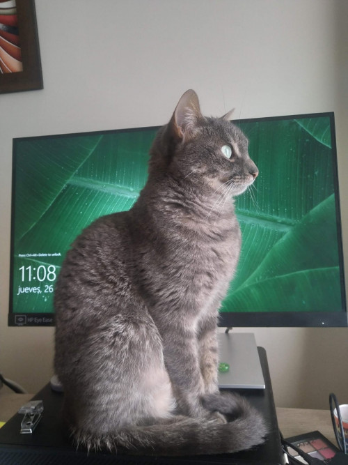 Nina
