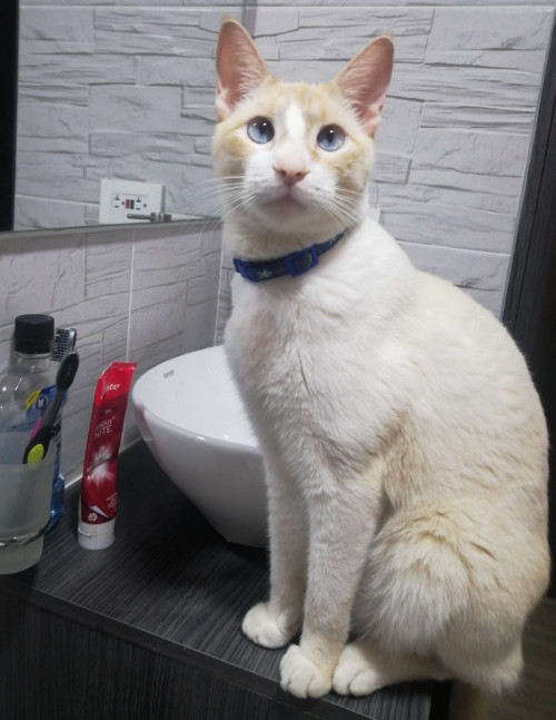 Copito