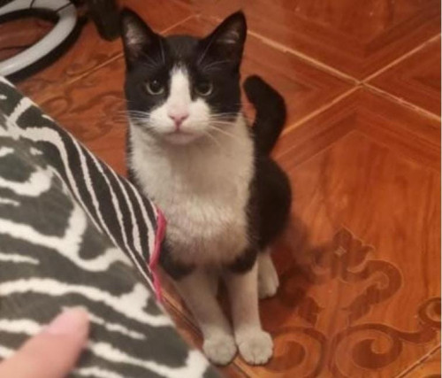 Sparky (gigi O Bebe)