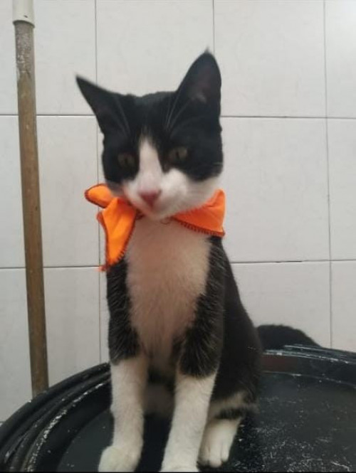 Sparky (gigi O Bebe)