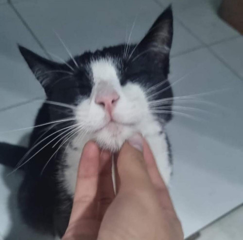 Sparky (gigi O Bebe)