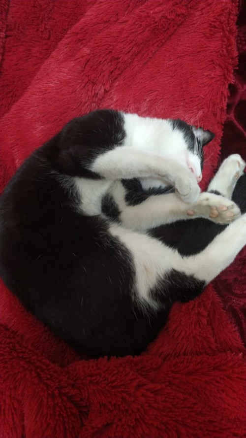 Sparky (gigi O Bebe)