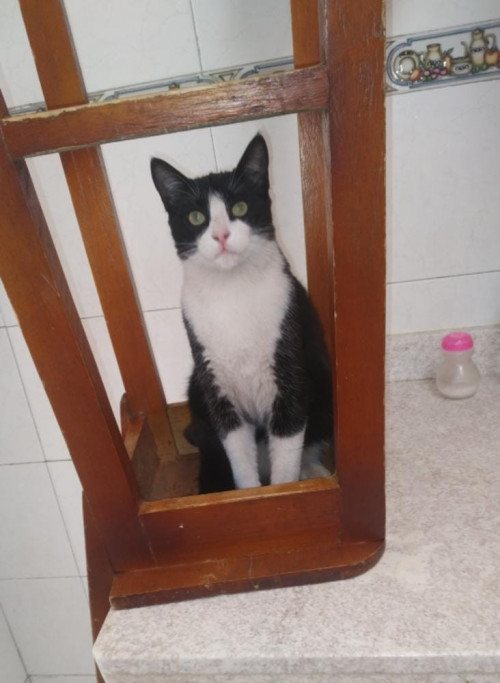 Sparky (gigi O Bebe)