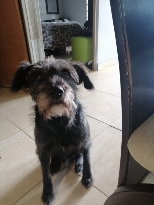 Barbas