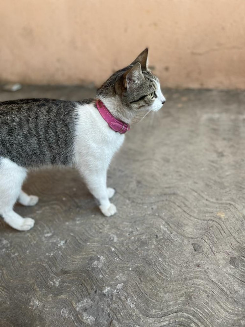 Perla