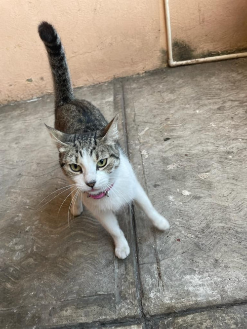 Perla