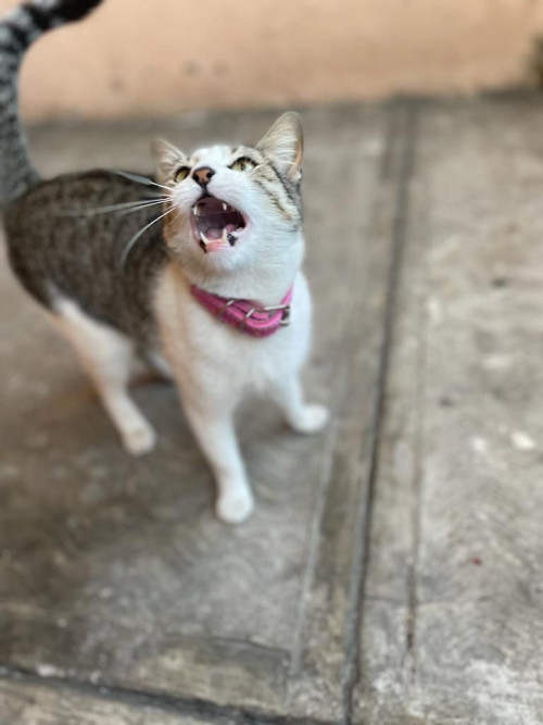 Perla
