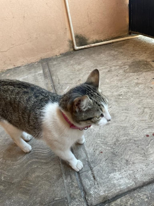 Perla
