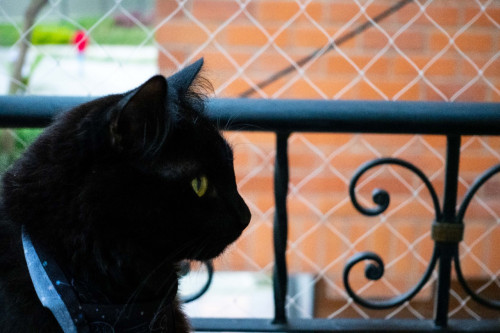 Vudú
