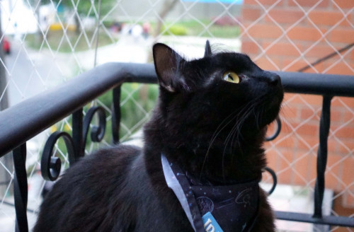 Vudú