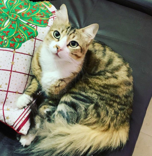 Tom