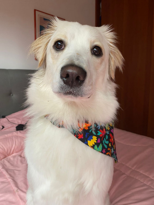 Mía