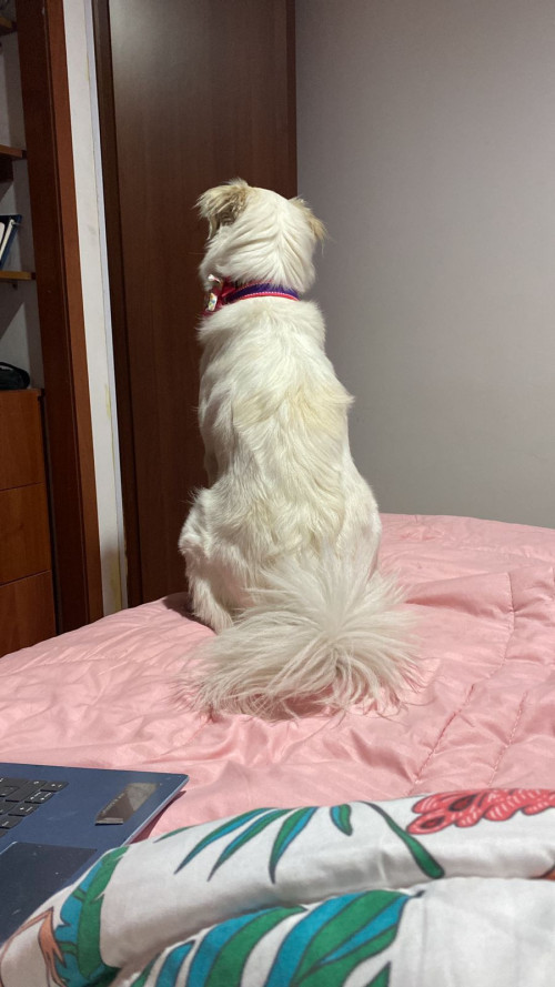 Mía