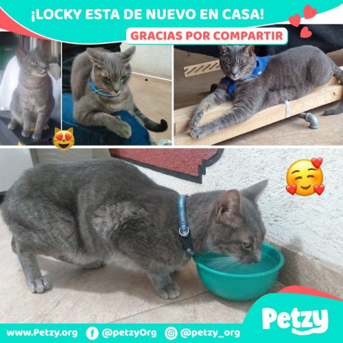 Foto de mascota Locky
