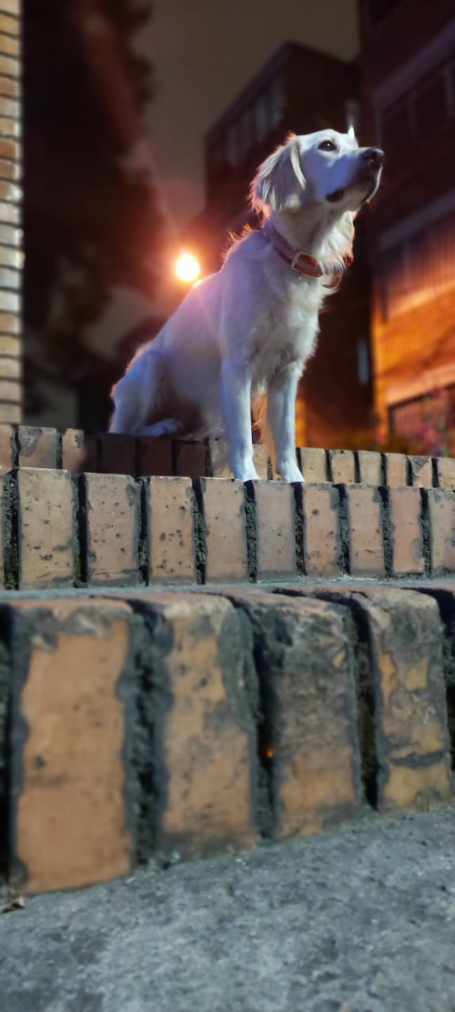 Max