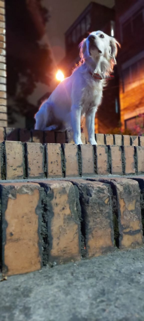 Max