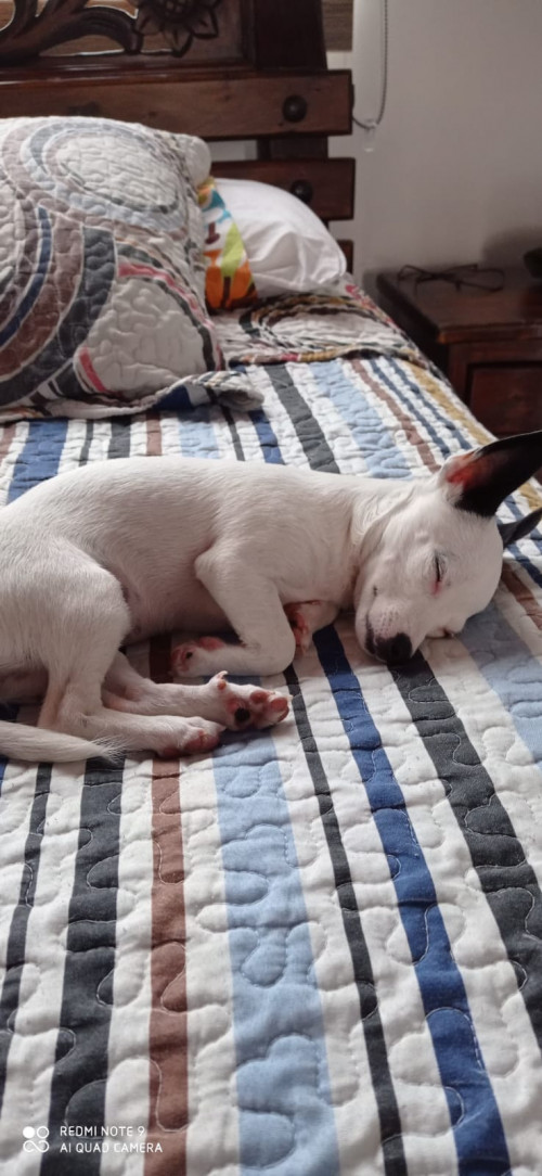 Perla