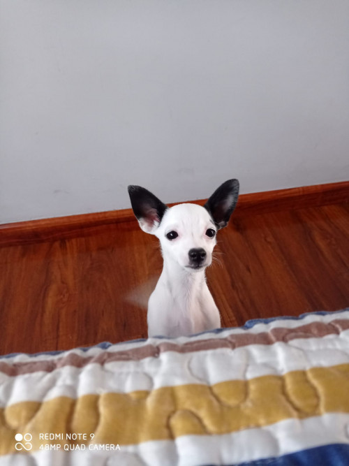 Perla